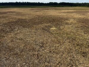 Cover photo for Prepare to Monitor Pest Damages in Pastures (Upcoming Workshop)