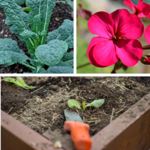 Collage of 3 photos: kale, pelargonium flower, and a trowel digging in a raised bed of seedlings.