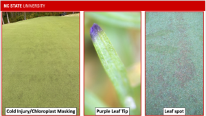 Cover photo for Purple Bermudagrass Greens? Cold Weather Likely to Blame